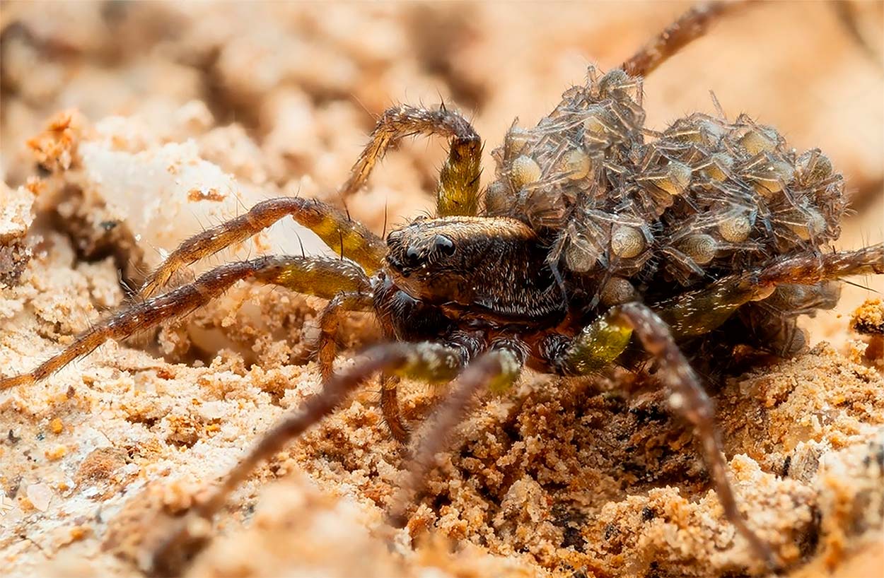 Arañas Lobo o Lycosidae - Características y Especies